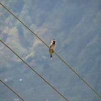 Himalayan Bulbul (John (R) Evans)
