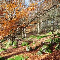 Padley Wood (Colin Maddison)