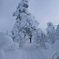 Snowy gate